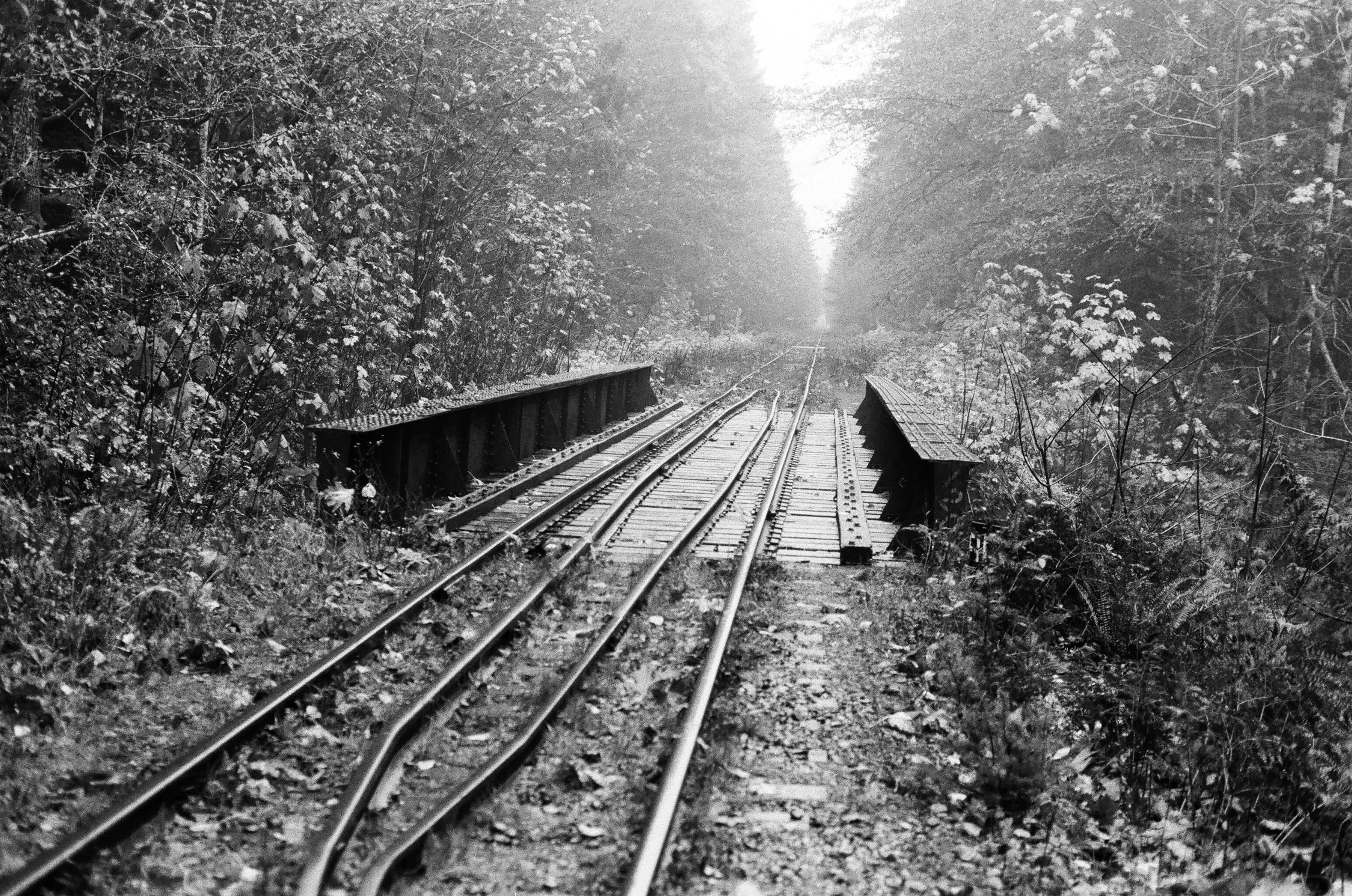 grayscale photography of bridge surrounded with trees